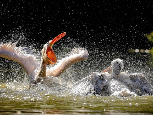 Две птицы резвятся в воде