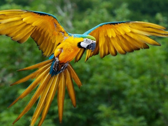 Размах крыльев желтого попугая