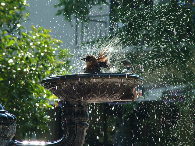 Птица купается