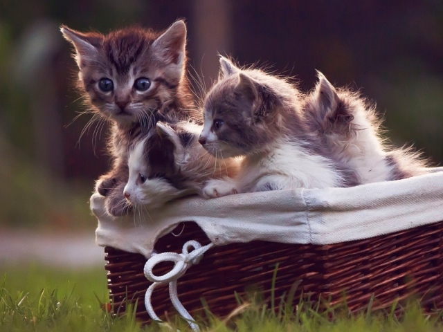 Корзинка с котятами на газоне