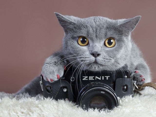 Британский кот и фотоаппарат Зенит
