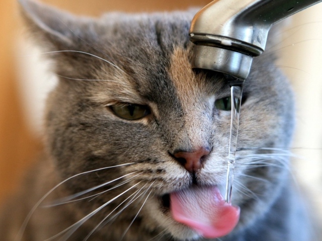 Кот пьет воду из-под крана