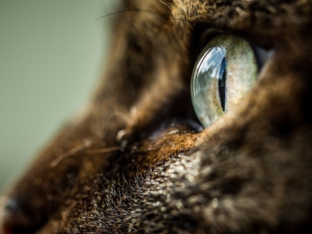 Глаз кота крупным планом
