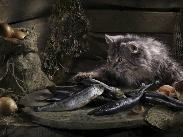 Кот нашел сокровище