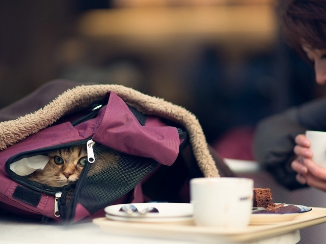 Кот в рюкзаке девушки