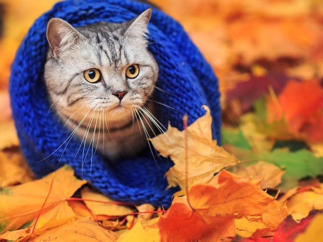 Кот в теплом шарфе на осенней листве