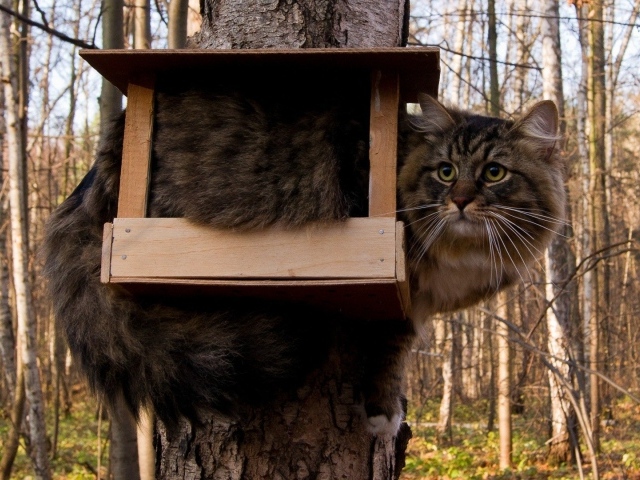 Кот ждет птичек