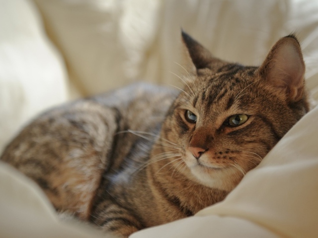 Кот на мягкой перине