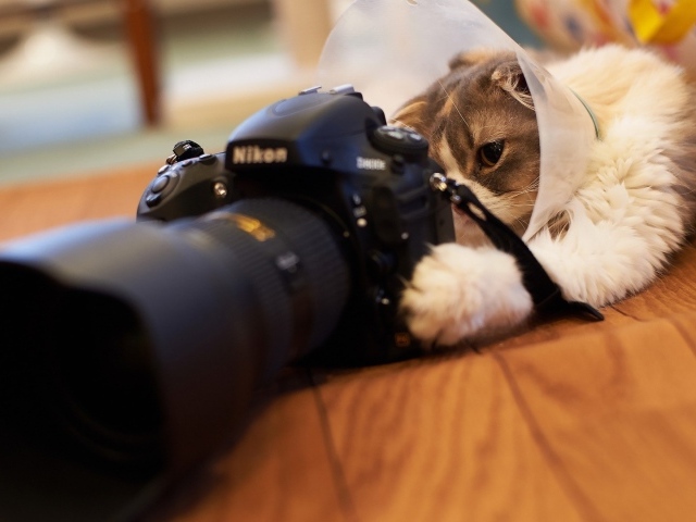 Кот играет с фотоаппаратом