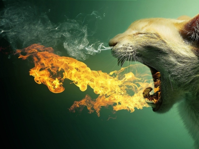 Кот изрыгает пламя