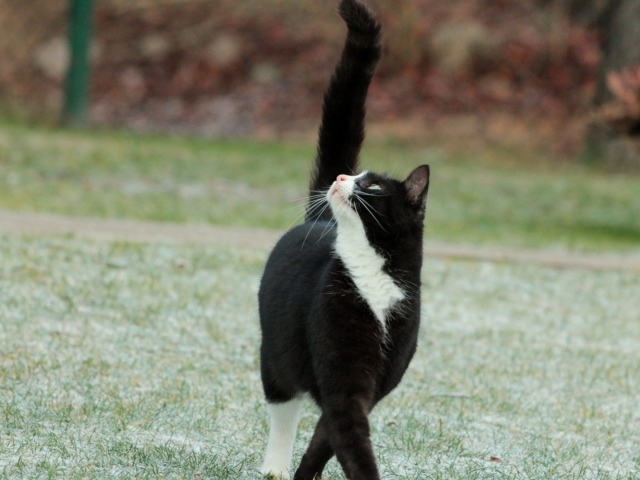 Кот с черным хвостом смотрит вверх