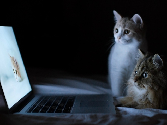 Коты смотрят фотографии
