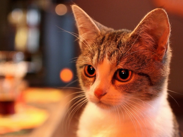 Милая домашняя кошка