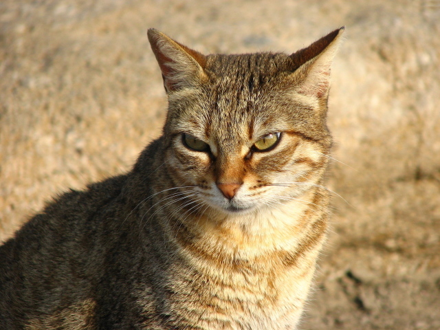 Недовольный большой кот