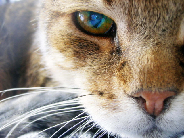 Глаз рыжего кота