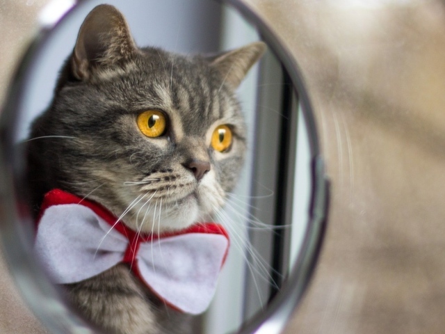 Модный кот смотрит в зеркало