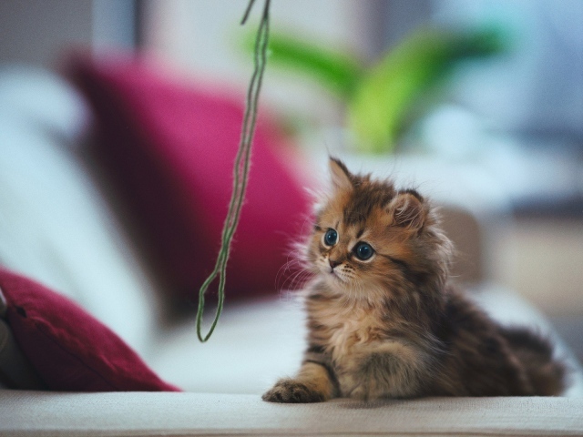 Пушистый котенок играет зеленой ниткой