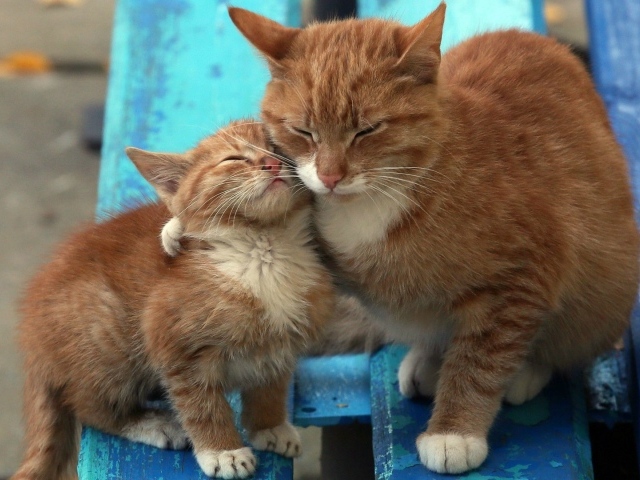 Рыжий котенок с мамой