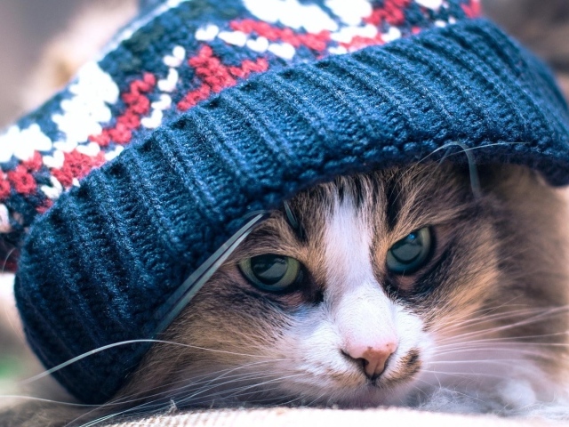 Хмурый кот лежит под вязанной шапкой
