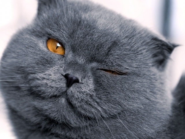 Серый британец подмигивает