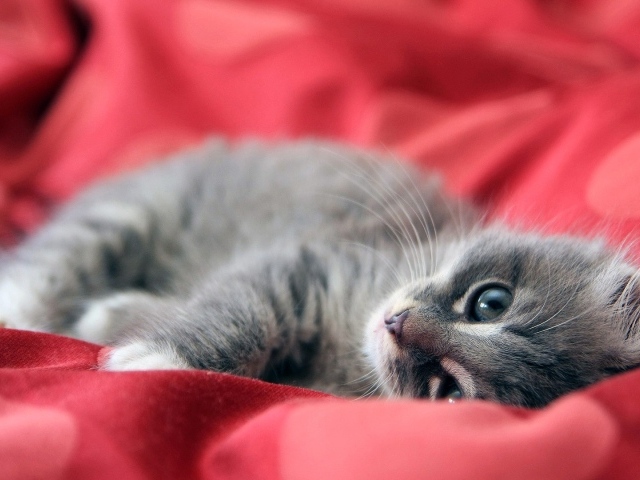 Серый котенок лежит на красной ткани
