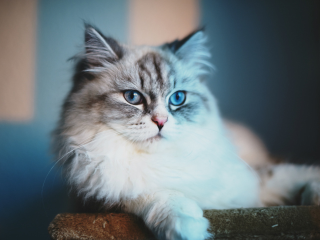 Серый кот с голубыми глазами