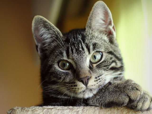 Серый Кот с зелеными глазами