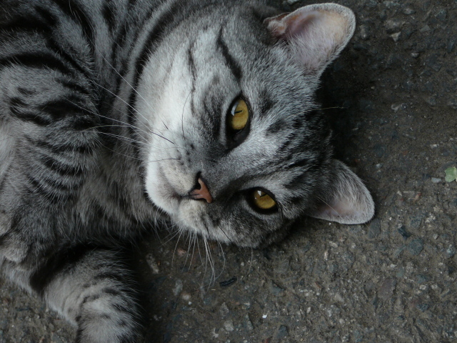 Серый полосатый кот