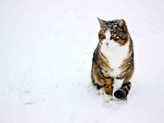 Домашний кот играет в снегу