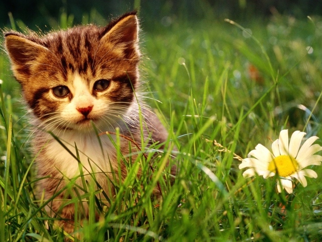 Котенок и большая ромашка