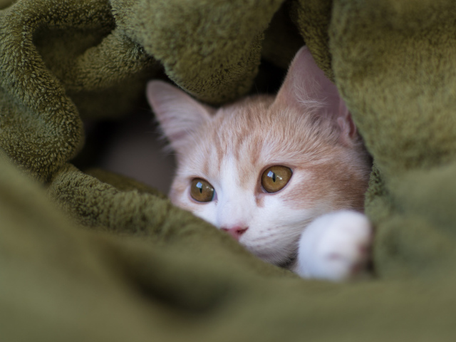 Котенок прячется в пледе