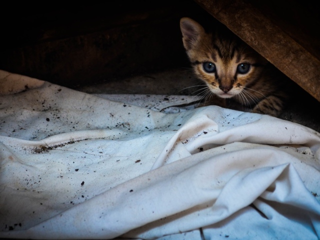 Котенок выглядывает из под доски