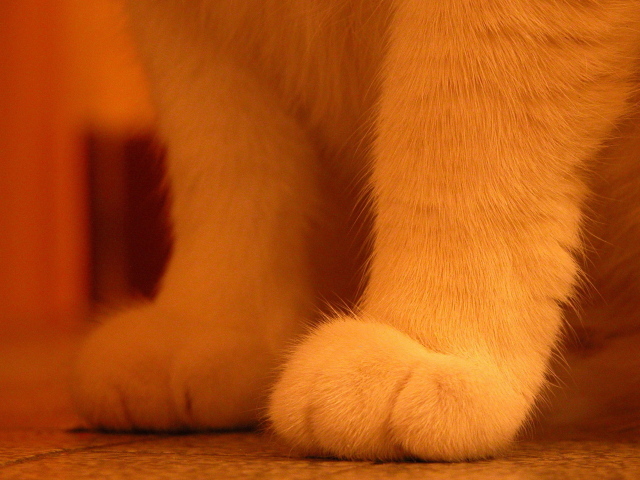 Ноги рыжего кота