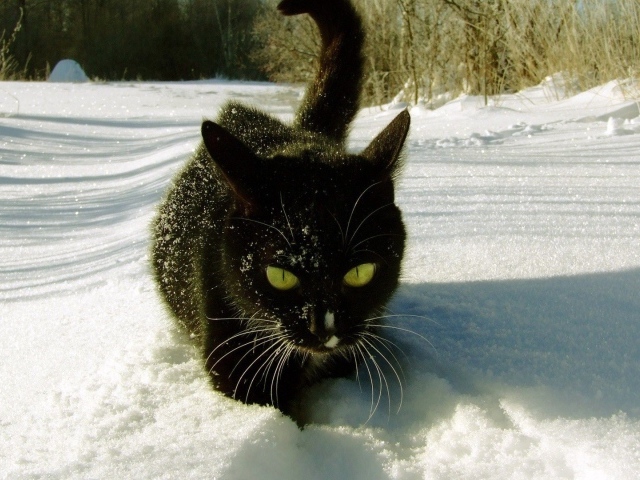 Безумный мартовский кот