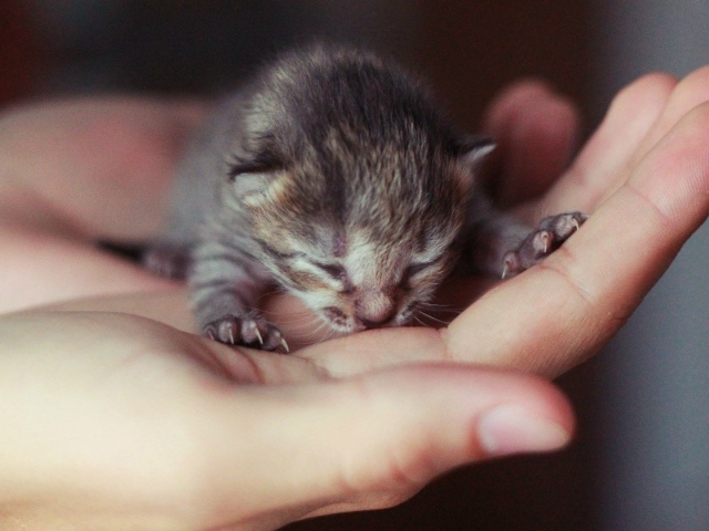 Новорожденный котенок на ладони