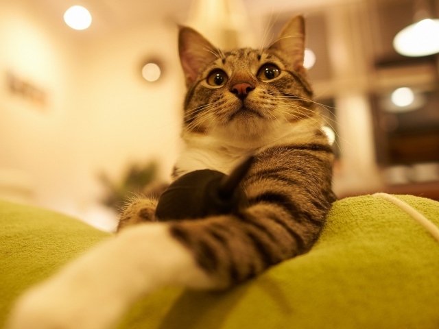 Горделивый домашний кот