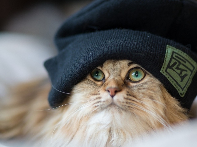 Рыжий кот в шапке