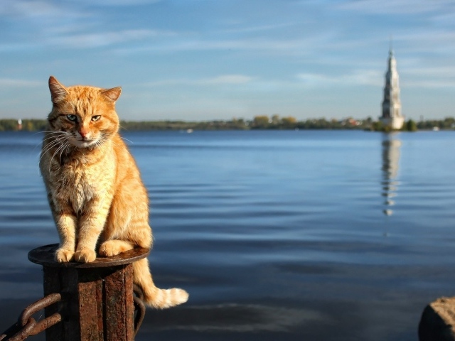 Рыжий кот на фоне воды