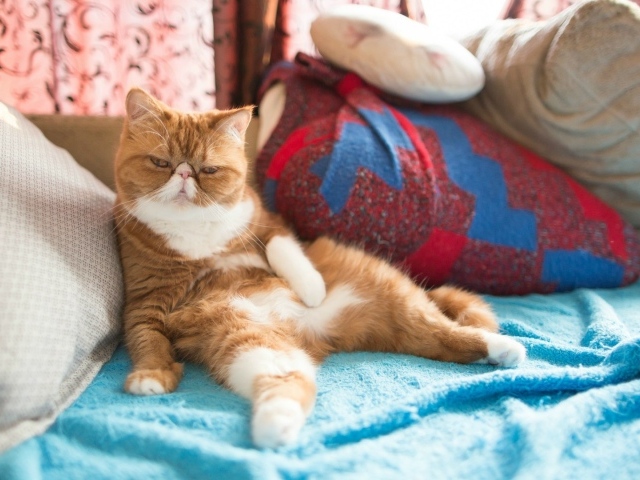 Рыжий кот на подушках