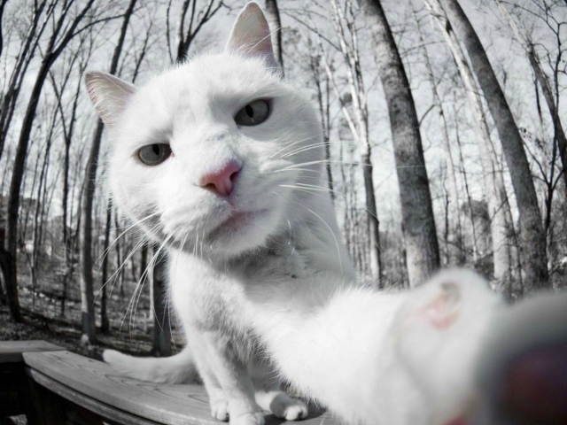 Селфи белого кота