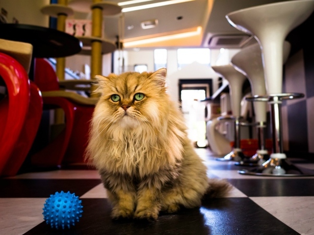 Лохматый кот с игрушкой