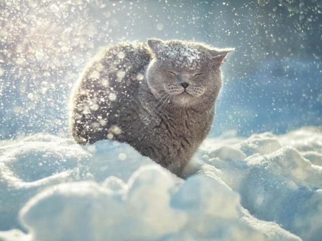 Снег падает на голову коту