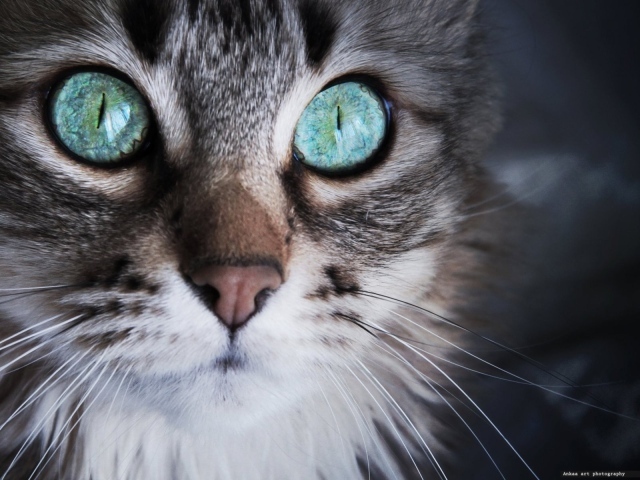 Удивленный кот с серыми глазами