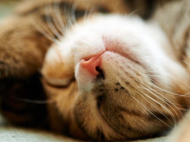 Сладко спящий домашний кот