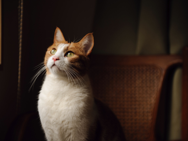 Кот на кресле