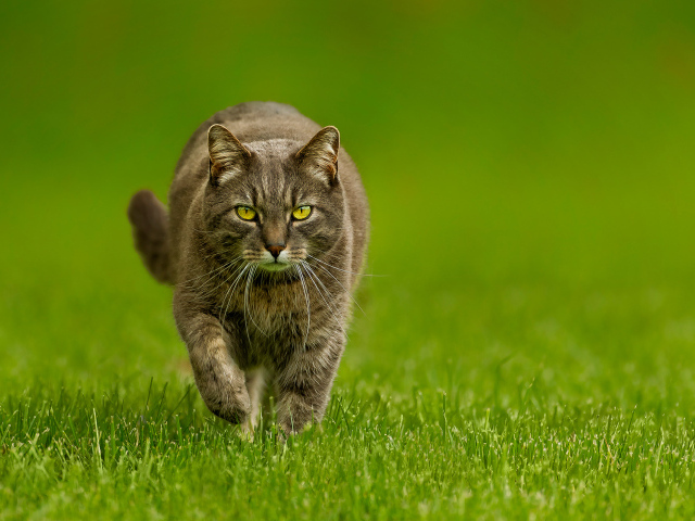 Кот бежит по зеленой траве