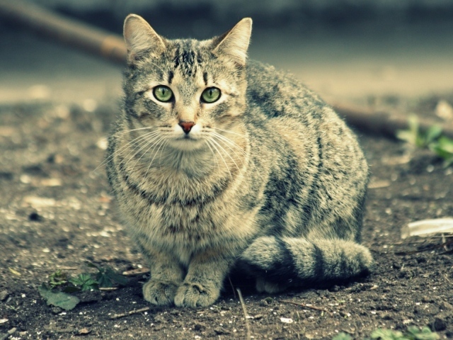 Зеленоглазый домашний кот сидит на земле