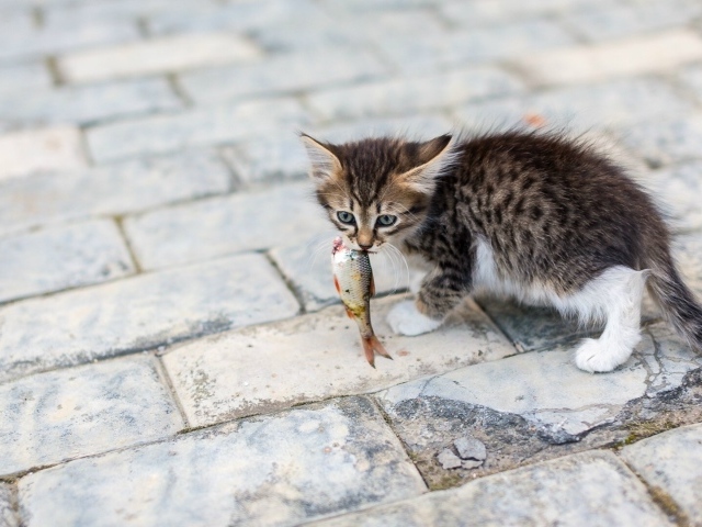 Котенок несет в зубах рыбку
