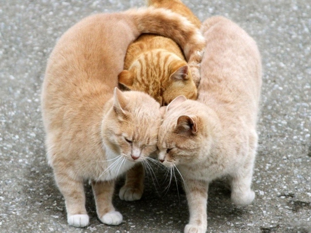 Настоящий рыжий трикотаж