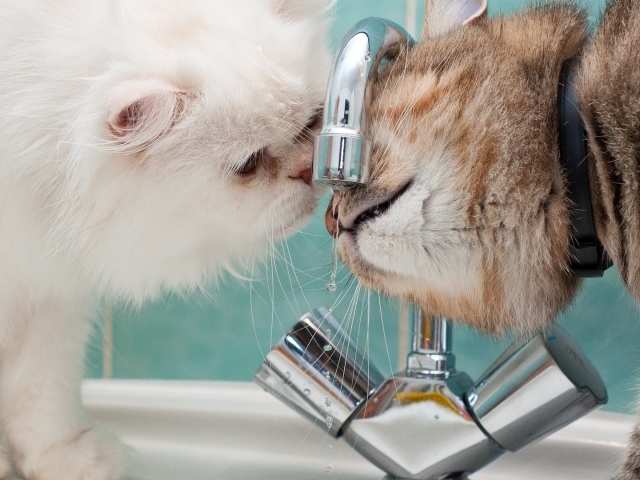 Два кота пьют воду из под крана